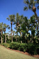 day, eye level view, Florida, garden, Miami, natural light, palm, sunny, The United States, tropical, vegetation, winter