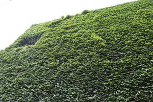 below, day, diffuse, diffused light, England, green wall, London, natural light, summer, The United Kingdom, vegetation