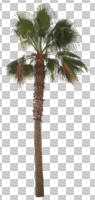 autumn, cutout, cutout plants, day, direct sunlight, evergreen, eye level view, Mexican fan palm, Mexican washingtonia, morning, natural light, palm, sunny, tree, Washingtonia robusta