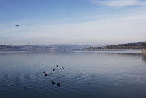 bird, clear, coastline, day, ducks, eye level view, lake, Rapperswil, Sankt Gallen, sky, sunny, Switzerland, winter