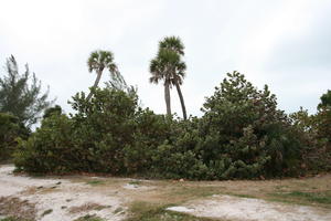 ambient light, bush, day, diffuse, diffused light, eye level view, Florida, overcast, palm, The United States, winter