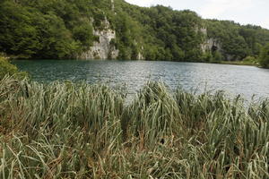 Croatia, day, diffuse, diffused light, eye level view, Karlovacka, lake, natural light, reed, summer, woodland