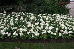 above, day, England, flower, London, park, spring, The United Kingdom