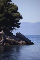 animal, bird, coastline, Croatia, day, eye level view, seascape, summer, tree, vegetation