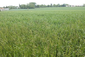 crop, day, eye level view, field, France, natural light, plant, spring