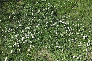 daisy, day, flower, grass, sunny, texture