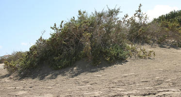 below, Canarias, day, direct sunlight, dunes, Las Palmas, lowered, shrub, Spain, spring, sunny