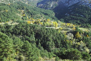 above, autumn, bright, day, elevated, forest, France, mountain, Provence Alpes Cote D