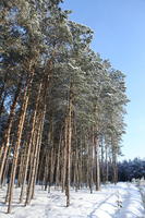 afternoon, bright, coniferous, day, eye level view, Poland, snow, sunny, tree, Wielkopolskie, winter, woodland