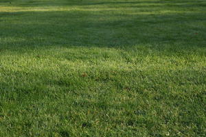 day, England, grass, London, lowered, natural light, park, sunny, The United Kingdom