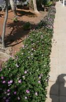 autumn, bush, Canarias, day, elevated, flowered bush, garden, Las Palmas, shrub, Spain, sunny, tropical