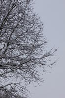 ambient light, below, day, diffuse, diffused light, Italia , morning, natural light, overcast, snow, tree, tree canopy, Veneto, winter