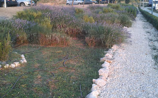 bush, Croatia, diffuse, diffused light, elevated, flowered bush, lavander, summer, sunset, Zadar, Zadarska