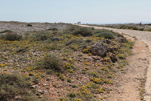 day, eye level view, Faro, Faro, flower, greenery, ground, open space, path, Portugal, rockery, rocks, shrub, summer, sunlight, sunny, vegetation