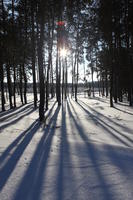 afternoon, backlight, bright, coniferous, day, eye level view, Poland, snow, sunny, tree, Wielkopolskie, winter, woodland