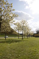 afternoon, blossom, day, Edinburgh, eye level view, grass, natural light, Scotland, spring, The United Kingdom, tree