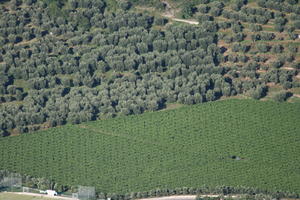 aerial view, day, field, Italia , Lombardia, summer, sunny, woodland