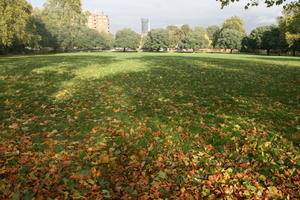 autumn, broad-leaf tree, broad-leaved tree, day, deciduous, England, eye level view, grass, leaves, London, natural light, park, The United Kingdom, tree, treeline