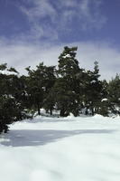 coniferous, day, evergreen, eye level view, France, Greolieres, Provence Alpes Cote D