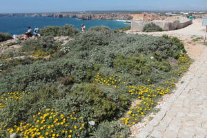 day, eye level view, Faro, Faro, flower, flower field, greenery, open space, path, Portugal, rockery, rocks, seascape, shrub, summer, sunlight, sunny, vegetation, waterfront