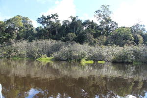 day, eye level view, Madre de Dios, Peru, river, shrub, summer, sunny, treeline, tropical