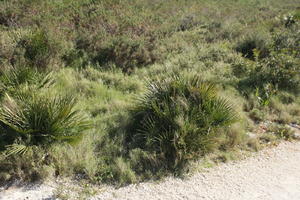 bright, bush, day, Denia, eye level view, shrub, shrubland, Spain, spring, sunny, Valenciana