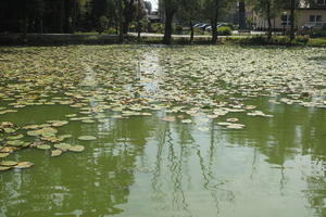 day, diffuse, diffused light, eye level view, lake, natural light, Poland, summer, water lily, Wielkopolskie, Wolsztyn