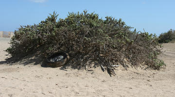 Canarias, day, direct sunlight, dunes, eye level view, Las Palmas, shrub, Spain, spring, sunny