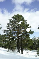 coniferous, day, evergreen, eye level view, France, Greolieres, Provence Alpes Cote D