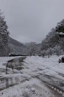 ambient light, day, diffuse, diffused light, eye level view, Italia , morning, natural light, overcast, road, snow, tree, Veneto, winter