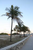 dusk, eye level view, Florida, Miami, palm, The United States, vegetation, winter