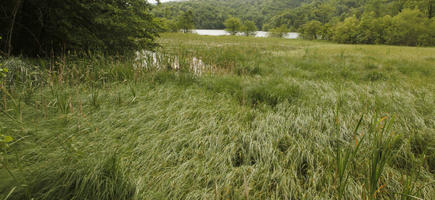 Croatia, day, diffuse, diffused light, eye level view, grass, Karlovacka, lake, natural light, summer