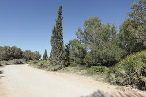 bright, bush, coniferous, cypress, day, Denia, eye level view, shrub, Spain, spring, sunny, Valenciana