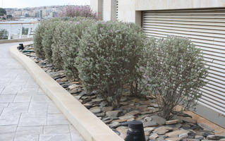 autumn, bush, day, diffuse, diffused light, eye level view, flowered bush, garden, kerb, Malta, natural light, shrub