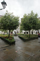 bush, day, eye level view, Galicia, garden, overcast, Santiago de Compostela, Spain, tree