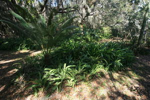 day, eye level view, fern, Florida, Miami, natural light, park, sunny, The United States, tree, tropical, vegetation, winter