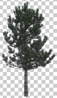 afternoon, Aleppo pine, ambient light, cloudy, coniferous, cutout, cutout plants, dark, day, diffuse, diffused light, evergreen, eye level view, natural light, overcast, pine, Pinus halepensis, spring, tree