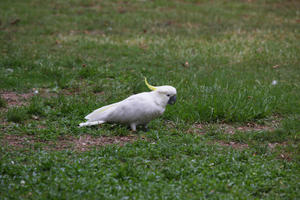 Australia, bird, day, eye level view, natural light, New South Wales, park, parrot, summer, Sydney