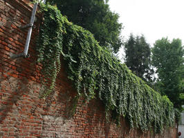 day, diffuse, diffused light, eye level view, green wall, hanging, Italia , Lombardia, Pavia, plant, wall