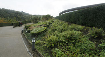 autumn, bush, day, diffuse, diffused light, Eden Project, England, eye level view, garden, hedge, shrub, The United Kingdom