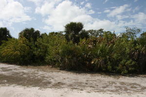 day, eye level view, Florida, palm, sunny, The United States, tree, vegetation, winter