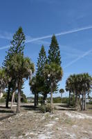 day, eye level view, Florida, palm, Sarasota, sunny, sunshine, The United States, tree, walkway, winter