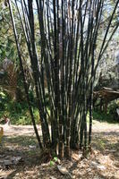 bamboo, day, eye level view, Florida, Miami, natural light, park, sunny, The United States, tropical, vegetation, winter