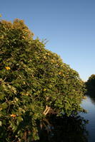 afternoon, autumn, bush, day, England, eye level view, London, park, shrub, sunny, The United Kingdom