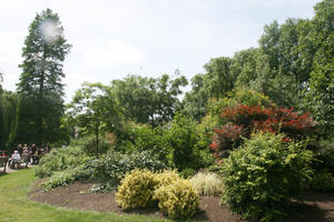 bush, day, England, eye level view, London, park, shrub, summer, sunny, The United Kingdom, tree