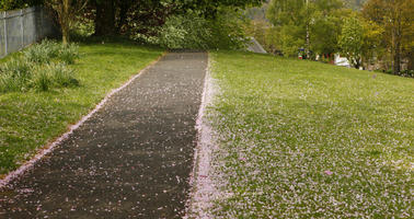 blossom, day, eye level view, grass, lawn, noon, park, path, Scotland, spring, sunny, The United Kingdom, walkway