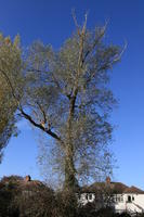 below, bush, day, England, London, natural light, park, sunny, The United Kingdom, tree, vegetation