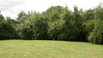 broad-leaf tree, broad-leaved tree, day, England, eye level view, grass, park, Peterborough, summer, sunny, The United Kingdom, treeline