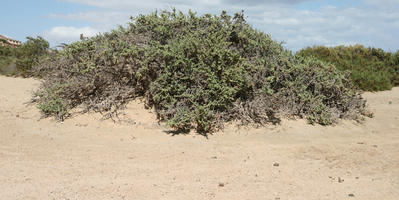 Canarias, day, direct sunlight, dunes, eye level view, Las Palmas, shrub, Spain, spring, sunny