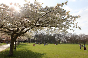 blooming, blossom, day, deciduous, England, eye level view, grass, group, London, park, people, picnicking, sitting, spring, sunny, The United Kingdom, tree